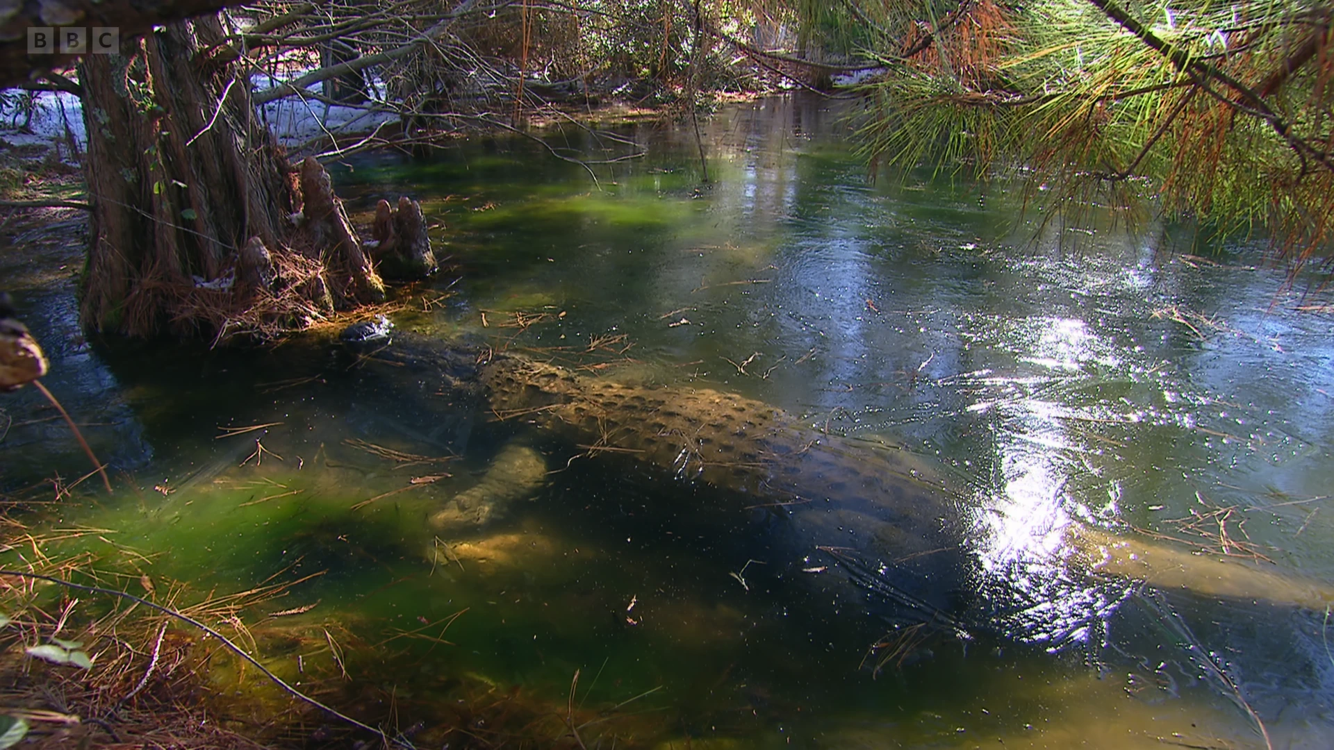 American alligator (Alligator mississippiensis) as shown in Seven Worlds, One Planet - North America